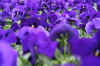 fieldofbluepansiesweb_flower.jpg (168113 bytes)