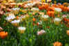 fieldofdaisyweb2_flower.jpg (235735 bytes)