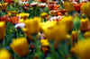 fieldofdaisyweb_flower.jpg (184027 bytes)