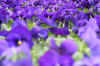 fieldofpansies2web_flower.jpg (171312 bytes)