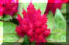 firetree_flower.JPG (150826 bytes)