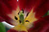 flowerbud1web_flower.jpg (104131 bytes)