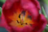 flowerbud2web_flower.jpg (98066 bytes)