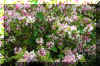 flowerbushvine_flower.JPG (445570 bytes)
