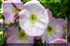 flowers2_flower.JPG (227266 bytes)