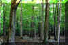 forest-trees.jpg (416669 bytes)
