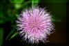 forest wild flower