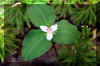 forestflower1_flower.JPG (205388 bytes)