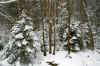 forestsnowweb.JPG (423397 bytes)
