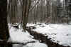 Creek running through the Monongahela forest in West Virginia