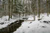 foreststreamsnow3web_creek.JPG (366712 bytes)