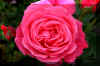 fullpinkrose_flower.JPG (180355 bytes)