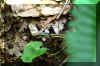 garder-snake-2.jpg (220000 bytes)