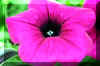 gemflower_flower.JPG (156782 bytes)
