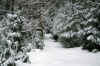 hiketrailsnowweb.JPG (363933 bytes)