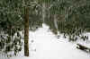 hillscreektrailweb.jpg (333034 bytes)