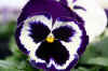 hybridpansy2web_flower.jpg (146264 bytes)
