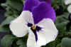 hybridpansy_flower.jpg (147716 bytes)