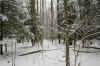 intheforestsnow2web.JPG (382264 bytes)
