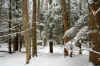 intheforestsnowweb.JPG (396139 bytes)