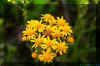 lightingbugandflowers.JPG (164876 bytes)