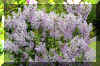 lilac.JPG (399945 bytes)
