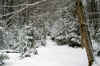 mountaintrailsnowweb.JPG (393183 bytes)