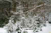 mounttrailweb.JPG (453828 bytes)