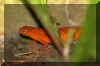 newt.jpg (139901 bytes)