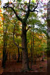 oak-tree-North-fork-trail.jpg (449100 bytes)