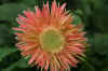 orangepink1web_flower.jpg (194946 bytes)