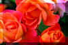orgredroses_flower.JPG (180494 bytes)