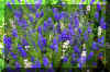 patch blue flowers.jpg (487360 bytes)