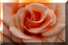 peachrose_flower.JPG (137439 bytes)