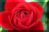 perfbegonia_flower.JPG (112128 bytes)