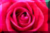 perfectredrose_flower.JPG (149504 bytes)