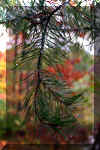 pine-tree-rain-drop.jpg (273709 bytes)