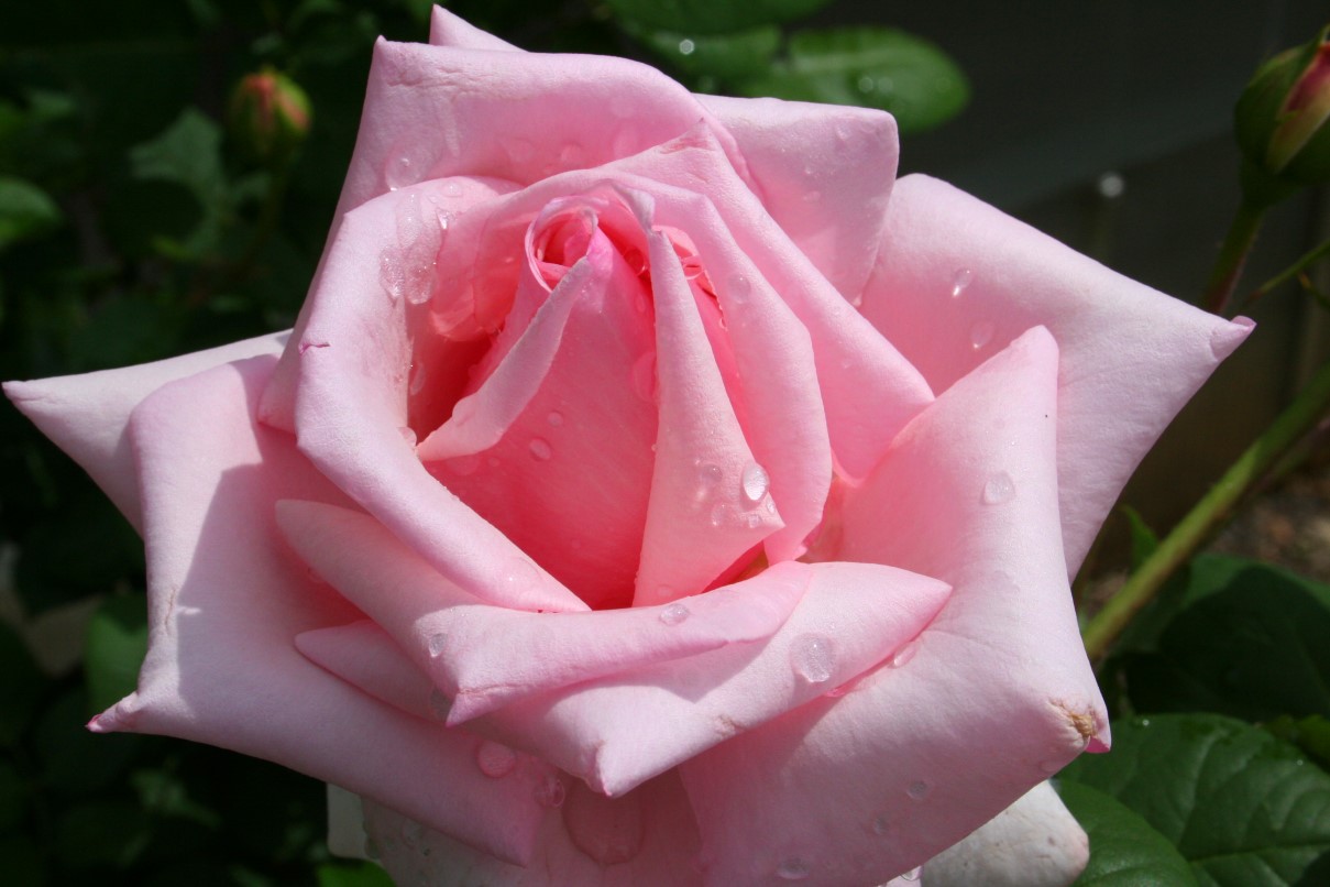 http://www.forestwander.com/images/pink-rose.JPG