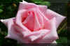 pink-rose_flower.JPG (155992 bytes)