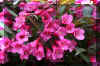 pinkbunchflowers_flower.JPG (217629 bytes)