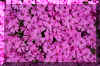 pinkcreepingflox_flower.JPG (294752 bytes)