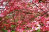 Pink Dogwood Tree