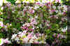 pinkflowerbush_flower.JPG (384652 bytes)