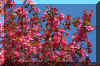 pinkflowertree.JPG (324595 bytes)