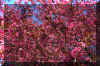 pinktree.JPG (495369 bytes)