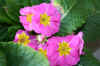 pinkyellowflower1_flower.jpg (185906 bytes)