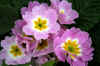 pinkyellowhite1web_flower.jpg (195131 bytes)