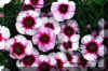 pretty-flowers.JPG (262080 bytes)