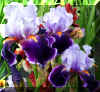 purpleirises_flower.jpg (260313 bytes)