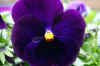 purplepansy1web_flower.jpg (169046 bytes)